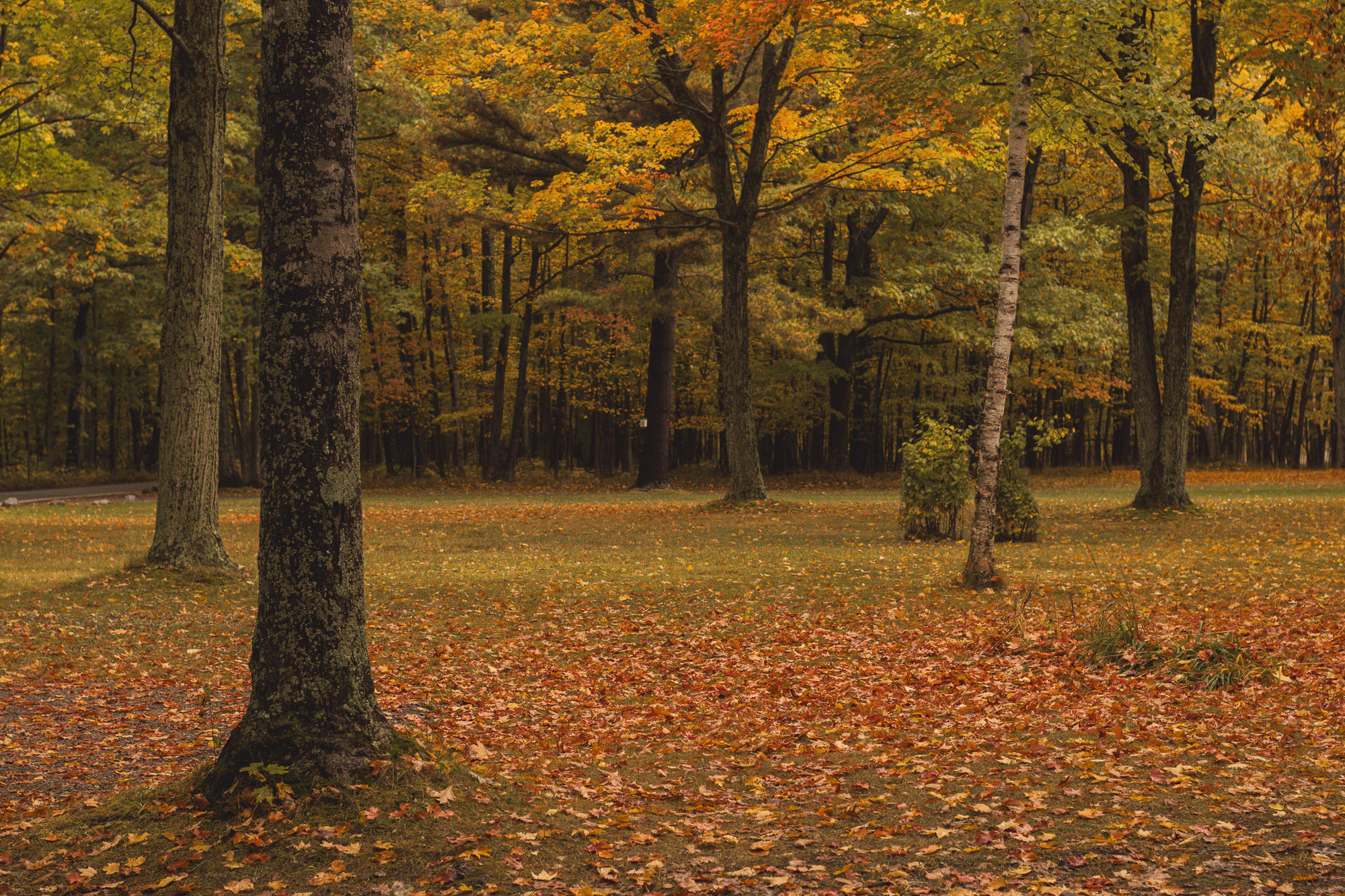 Layered autumn colour palette along roadside