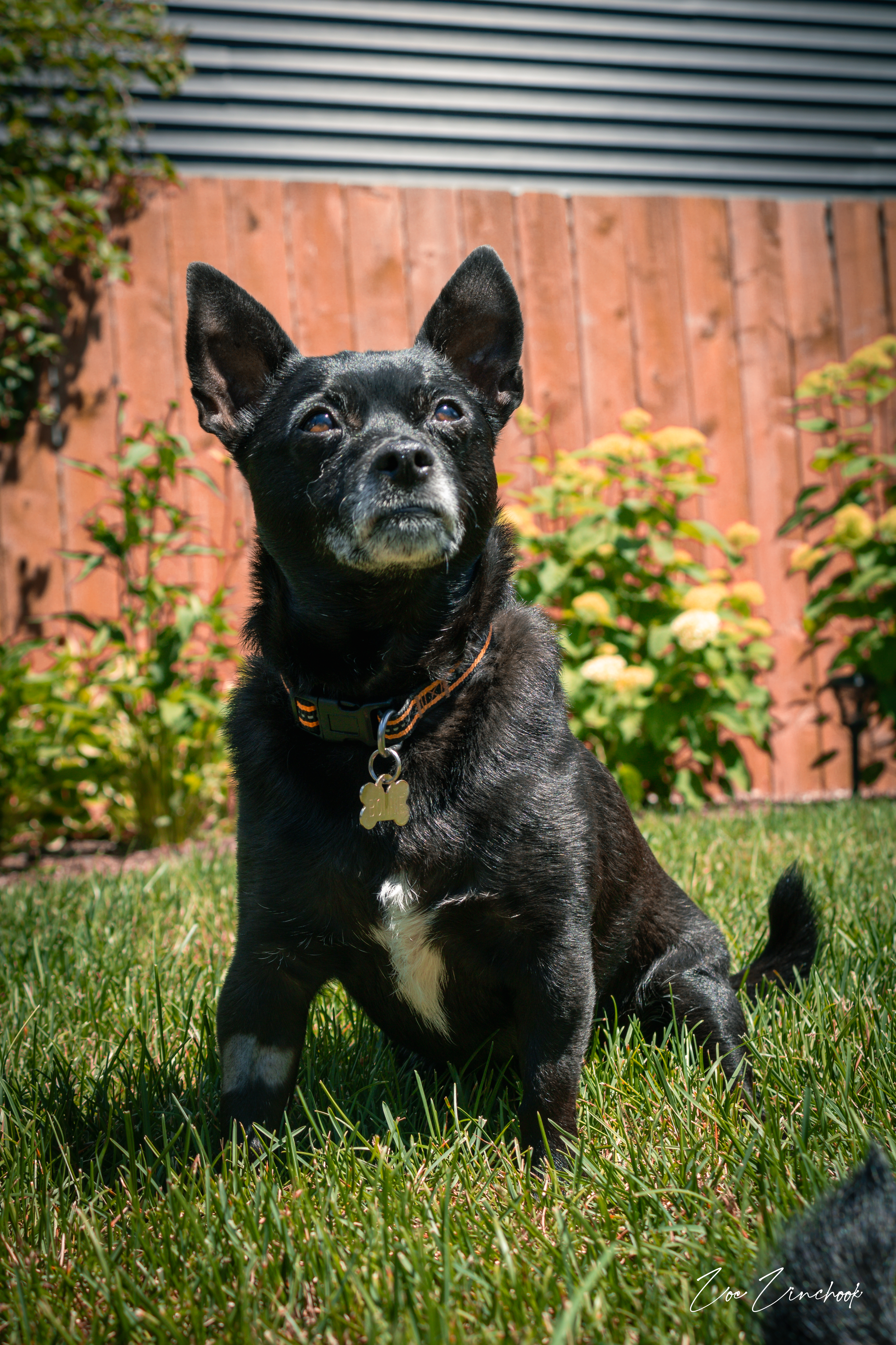 Black dog portrait in natural light