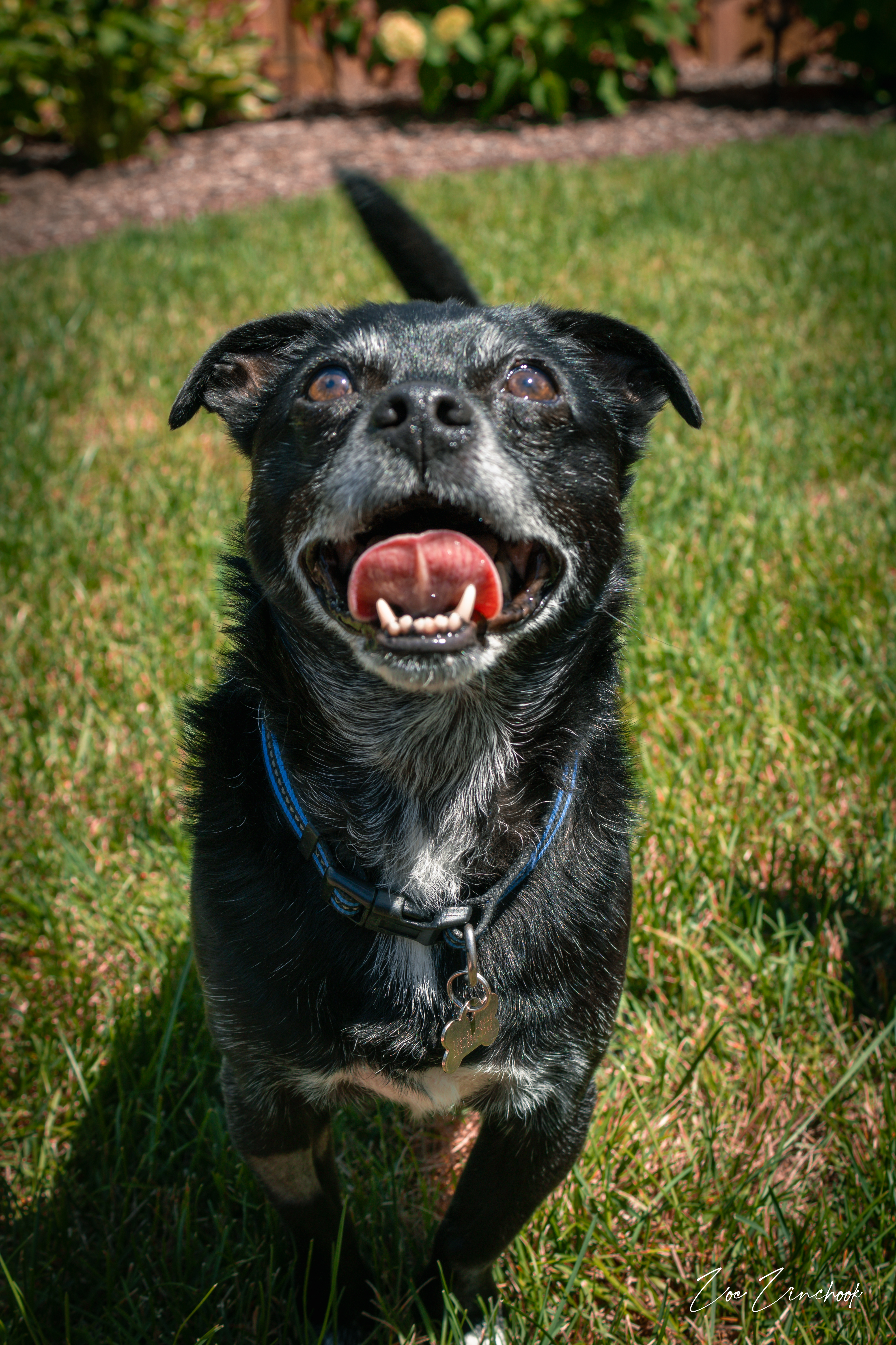 Close portrait of black dog in garden