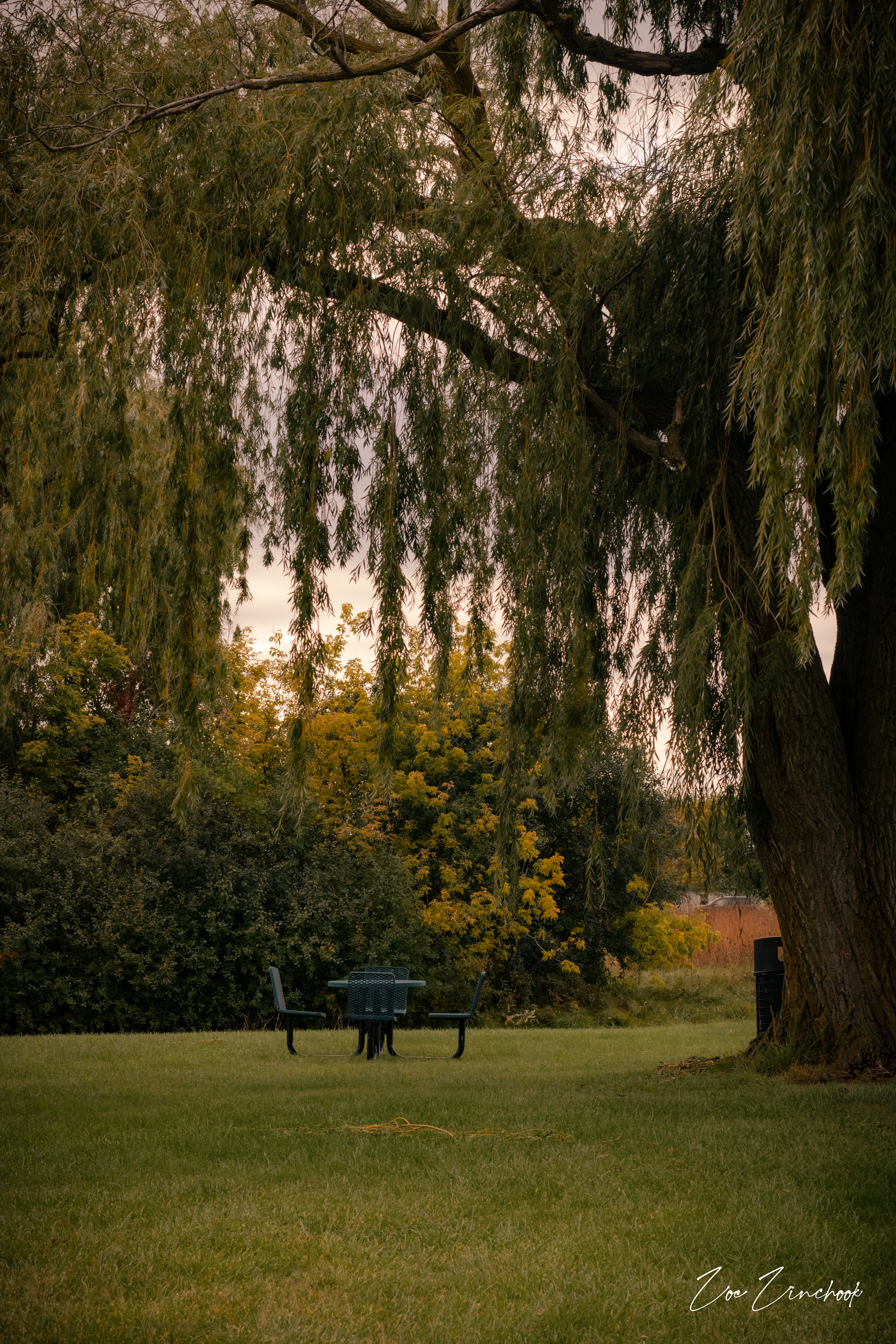 Forest path in low evening light