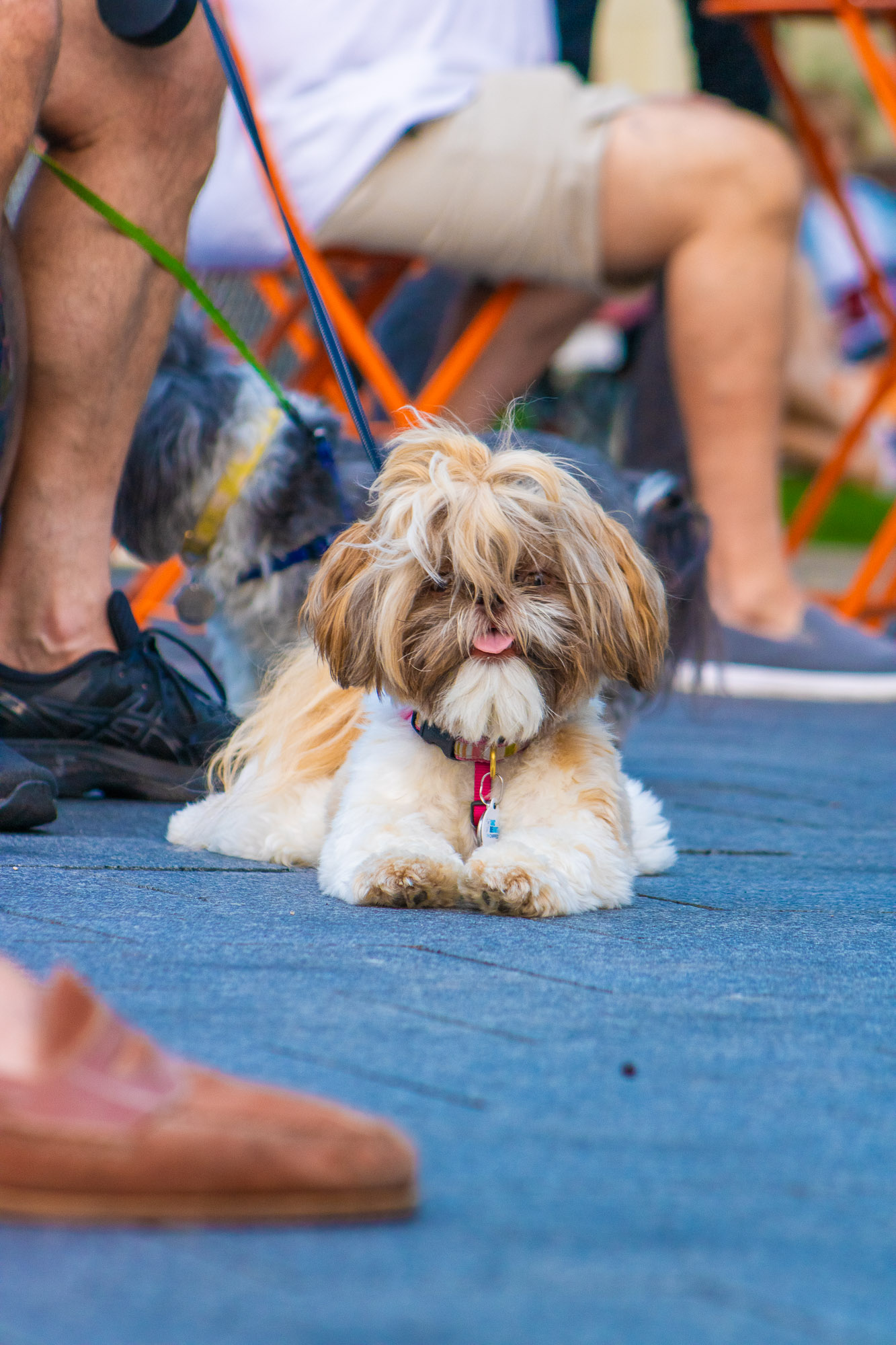Playful puppy portrait in natural light