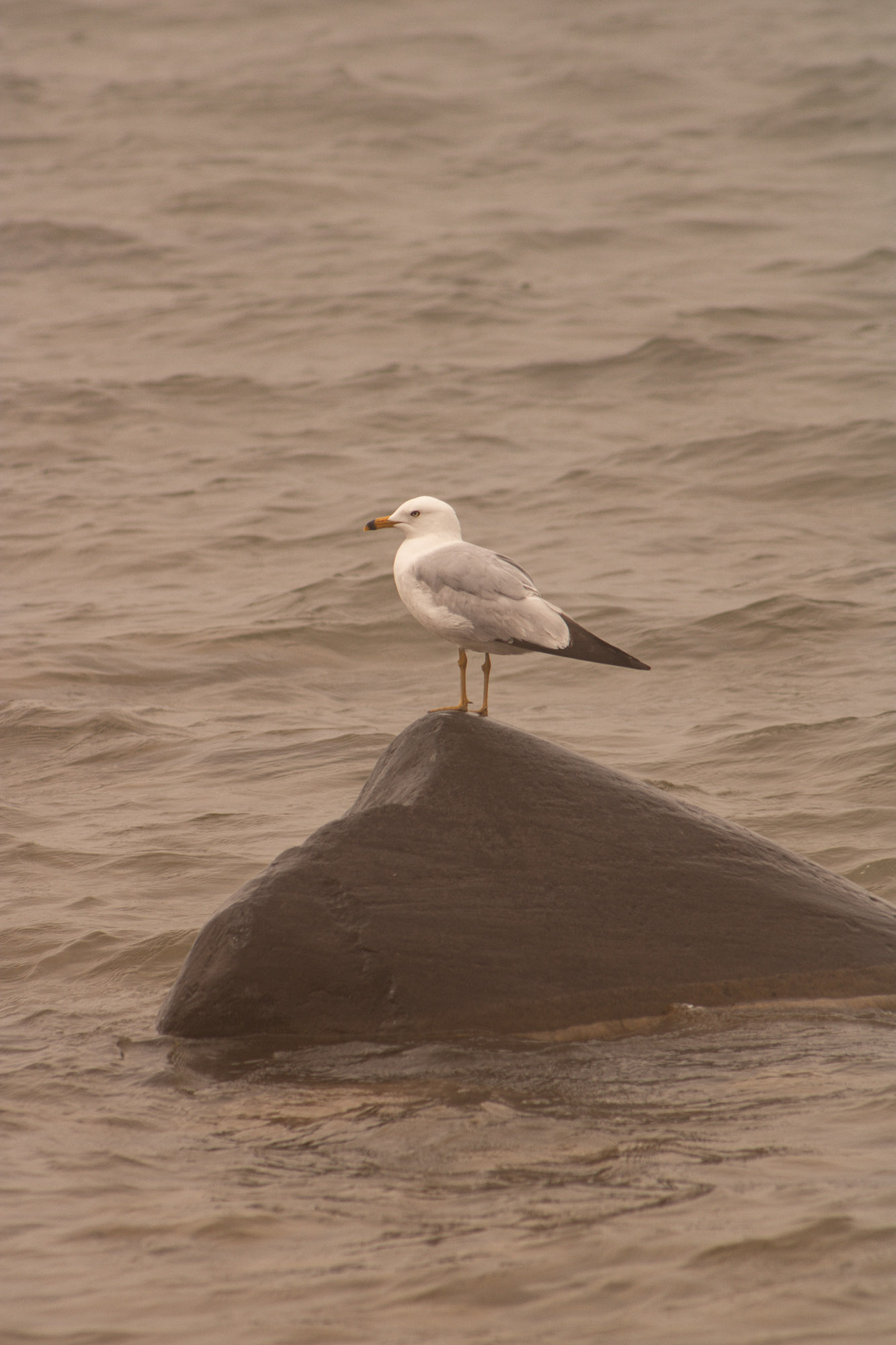 Sunlit water and coastline at Sturgeon Bay