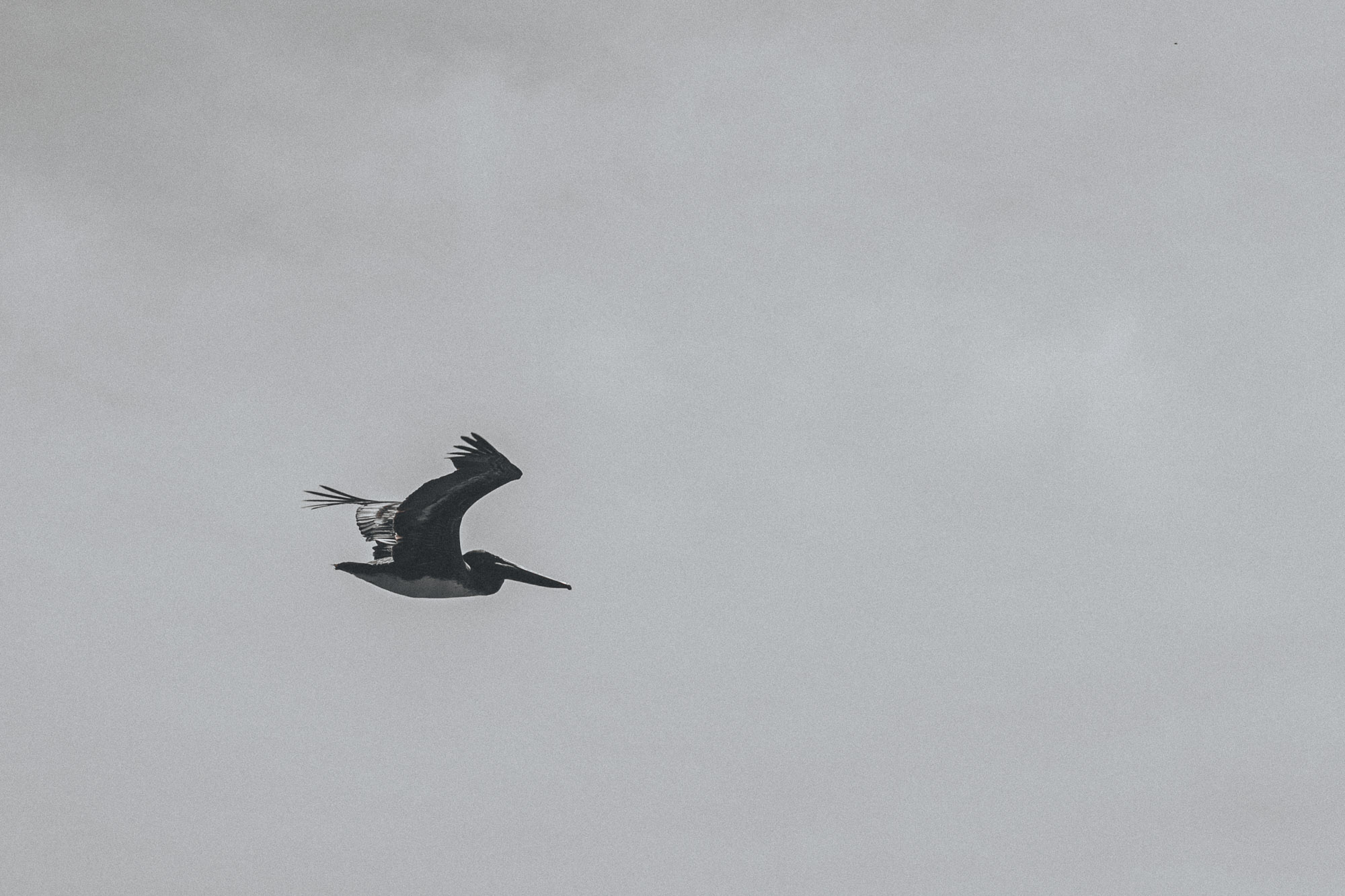 Minimal sky composition with bird in flight