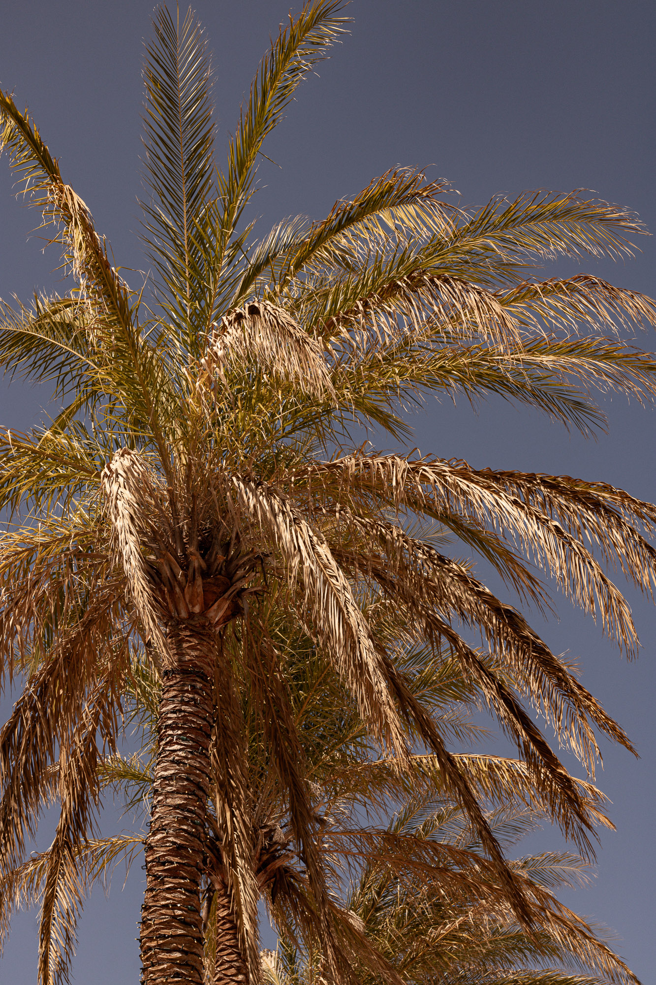 Palm tree detail against sky